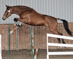 Zuchtstute Runa (Polnisches Warmblut, 2012, von Narvik)