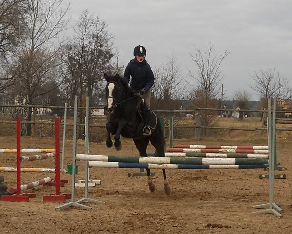 Pferd Kalandra (Polnisches Warmblut, 2013, von Narvik)