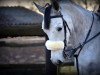 Springpferd Atlantica Blue (Deutsches Reitpferd, 2008, von Atlas Bavaria)