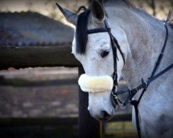 jumper Atlantica Blue (German Warmblood, 2008, from Atlas Bavaria)