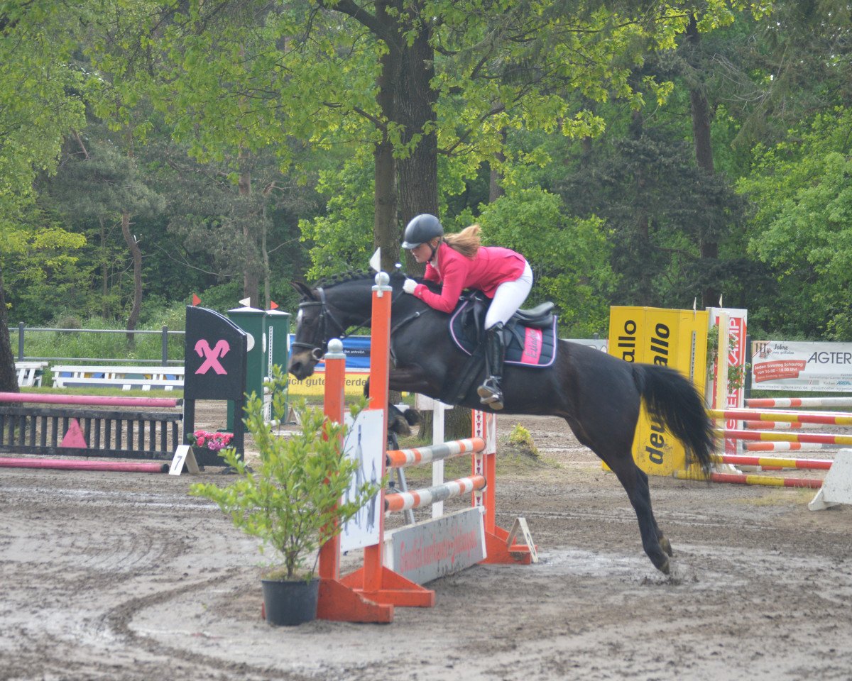 broodmare Sternchen 267 (German Riding Pony, 2003, from Honeymoon Star)