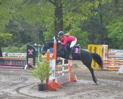 broodmare Sternchen 267 (German Riding Pony, 2003, from Honeymoon Star)