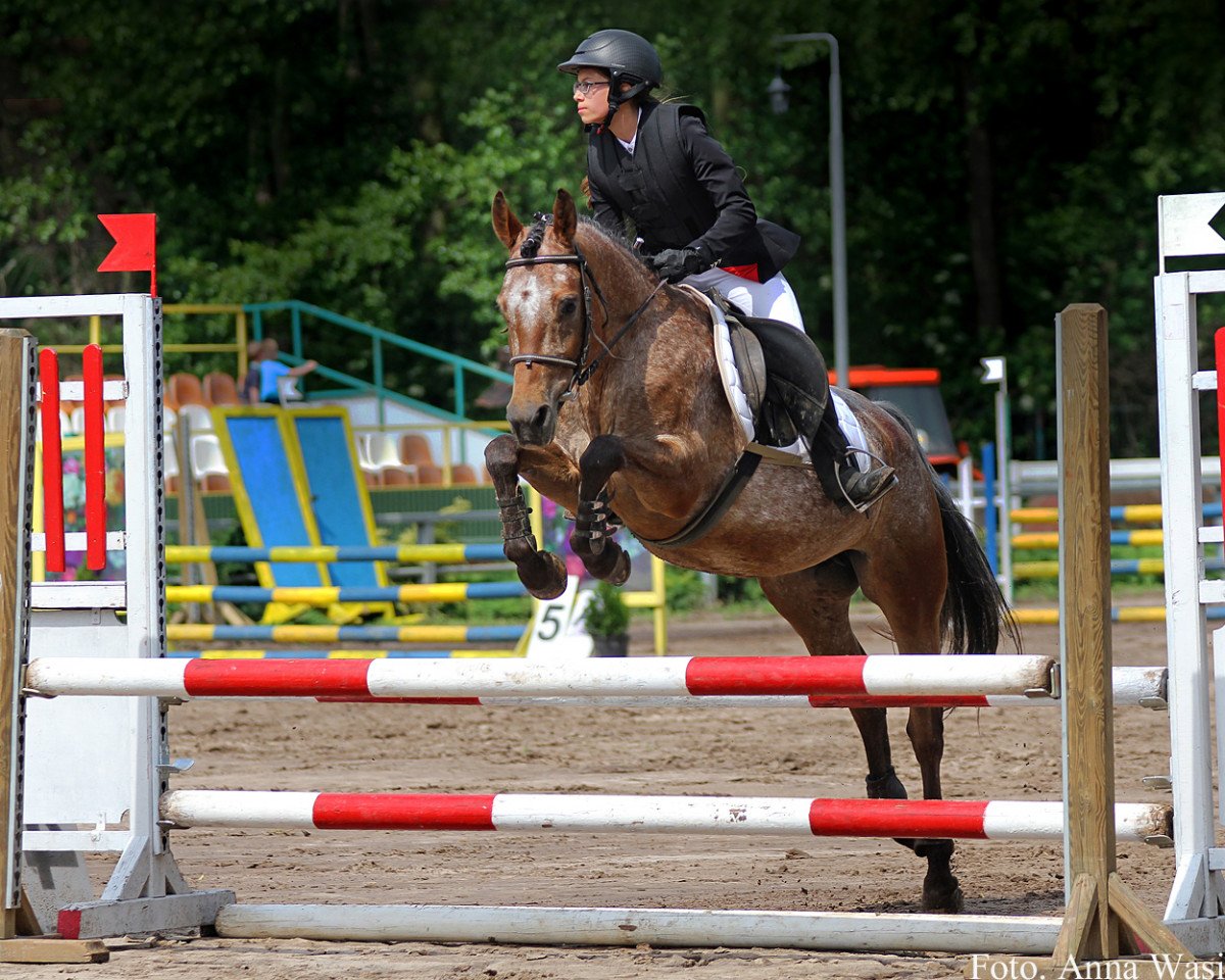 Zuchtstute Tigra (Polnisches Pony, 2007, von Dacapo)