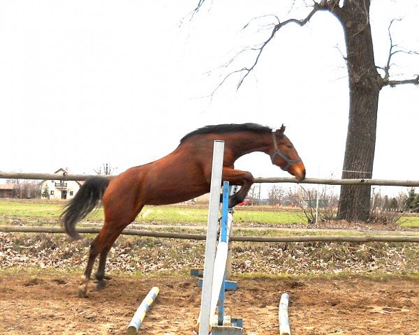 Zuchtstute Decyzja (Polnisches Warmblut, 2015, von Noel xx)