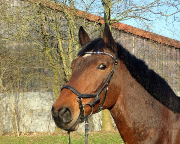 horse Cytano (Mecklenburg, 2003, from Cyrell)