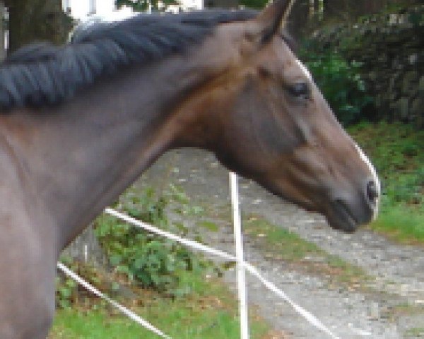 broodmare Evita (Oldenburg, 1997, from Westminster)