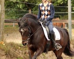 dressage horse Hurrican (German Riding Pony, 2006, from Heartbreaker)