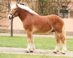 stallion Urmel (Rhenish-German Cold-Blood, 2013, from Udo)