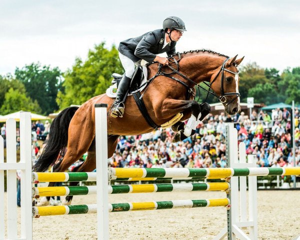 stallion Torneschs' As (KWPN (Royal Dutch Sporthorse), 2012, from Tornesch)