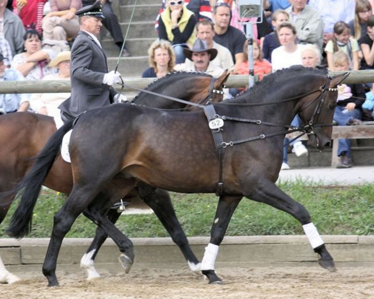 Deckhengst Rosenstein (Oldenburger, 2005, von Blue Hors Romanov)