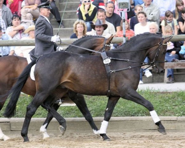 stallion Rosenstein (Oldenburg, 2005, from Glock's Romanov)