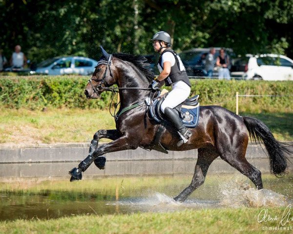 stallion Dyrektor (Polish Warmblood, 2012, from Narvik)