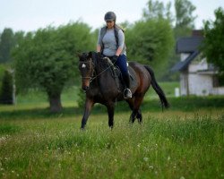 Zuchtstute Diamantina (Polnisches Warmblut, 2009, von Rubin)