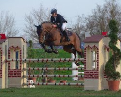 Springpferd Fabian (KWPN (Niederländisches Warmblut), 2010, von Dubai)