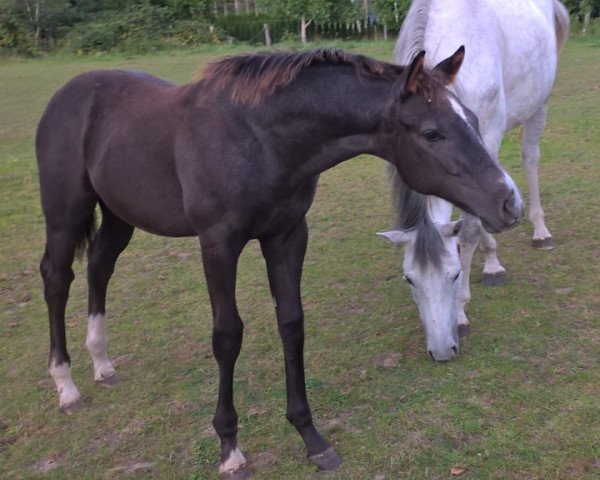horse Pizarro FF (Mecklenburg, 2016, from Pasco)
