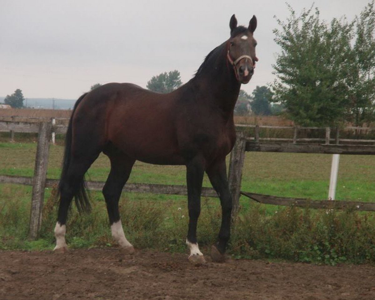 Deckhengst Rubin (Hannoveraner, 1995, von Rabino)
