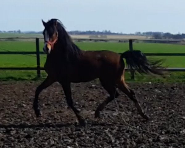 dressage horse Hui Buh 15 (German Riding Pony, 2015, from Halifax)