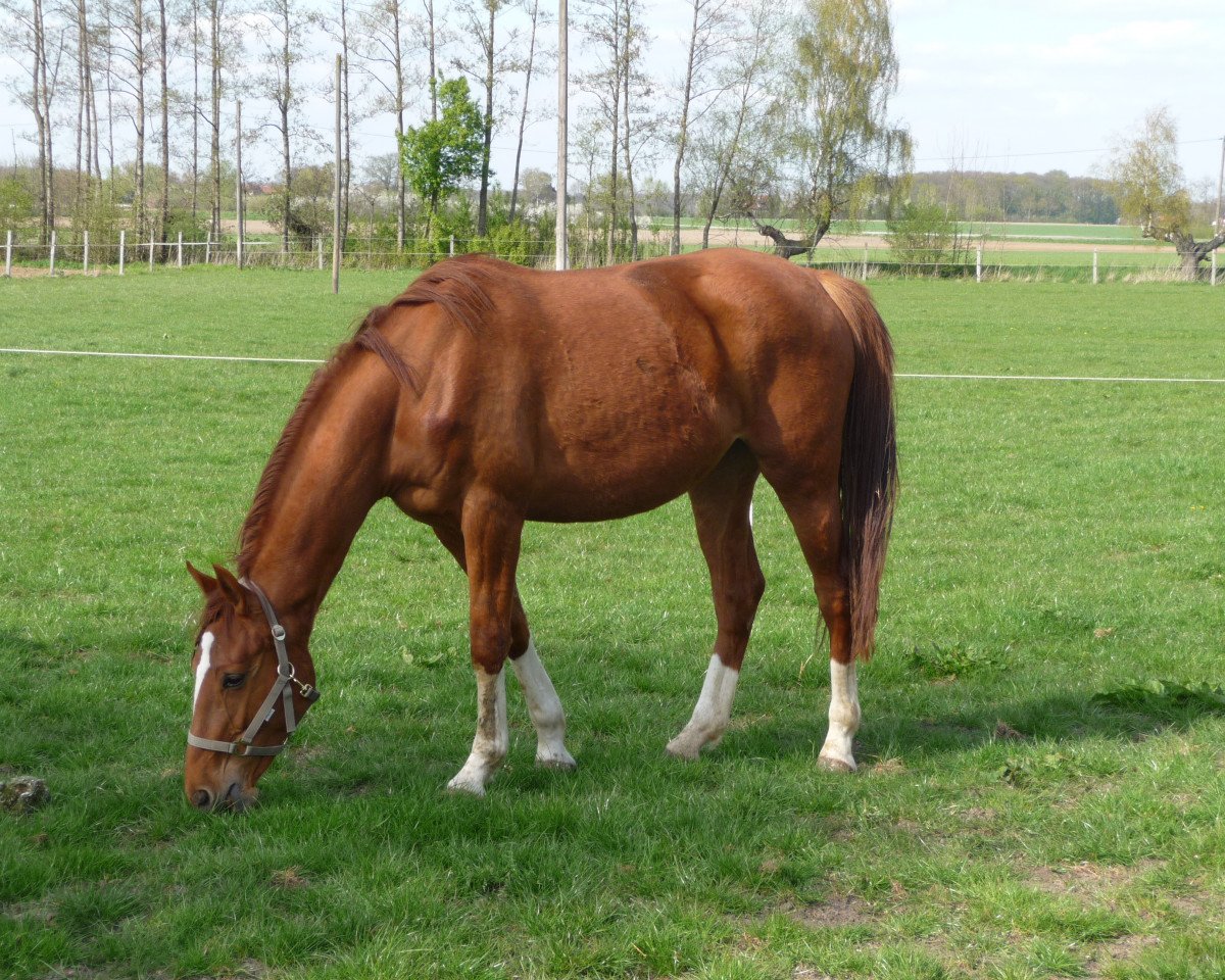 broodmare Daylight (Westphalian, 2008, from Dancier)