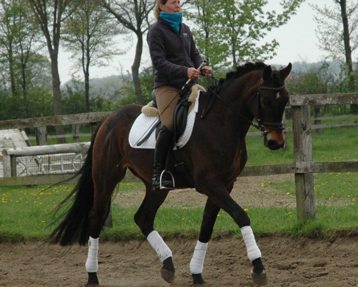 horse Gentleman WF (Westphalian, 2008, from Fürst Piccolo)