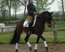 Dressurpferd Gentleman WF (Westfale, 2008, von Fürst Piccolo)