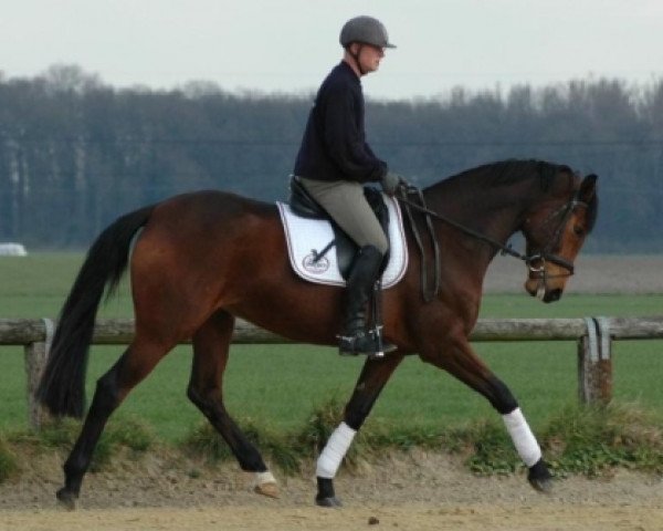 broodmare Lilly Marlen WF (Westphalian, 2004, from Laudabilis)