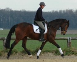 broodmare Lilly Marlen WF (Westphalian, 2004, from Laudabilis)