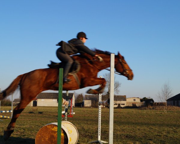 Zuchtstute ANAKONDA (Polnisches Warmblut, 2007, von Belenus xx)