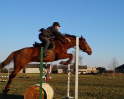 Zuchtstute Anakonda (Polnisches Warmblut, 2007, von Belenus xx)