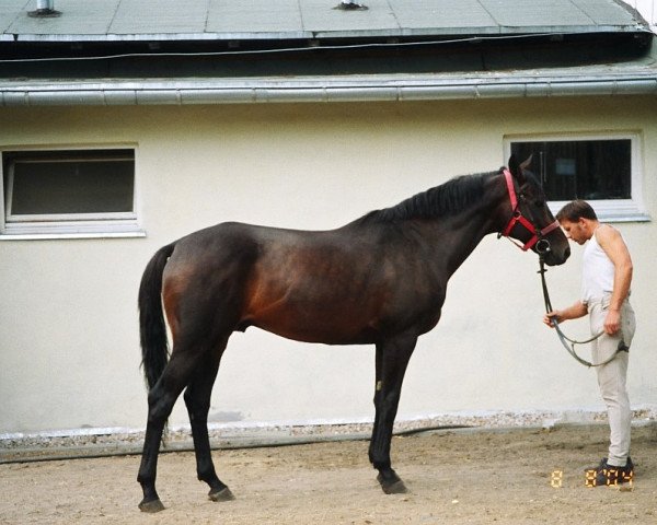 stallion Galerius (Polish Warmblood, 1996, from Jape xx)