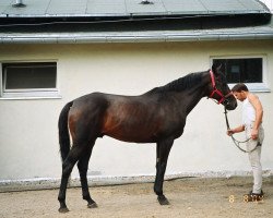 stallion Galerius (Polish Warmblood, 1996, from Jape xx)