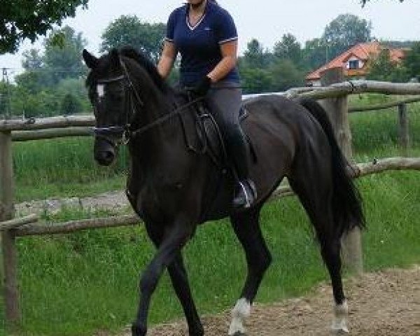 broodmare Kolombina (Polish Warmblood, 1999, from Rytm)