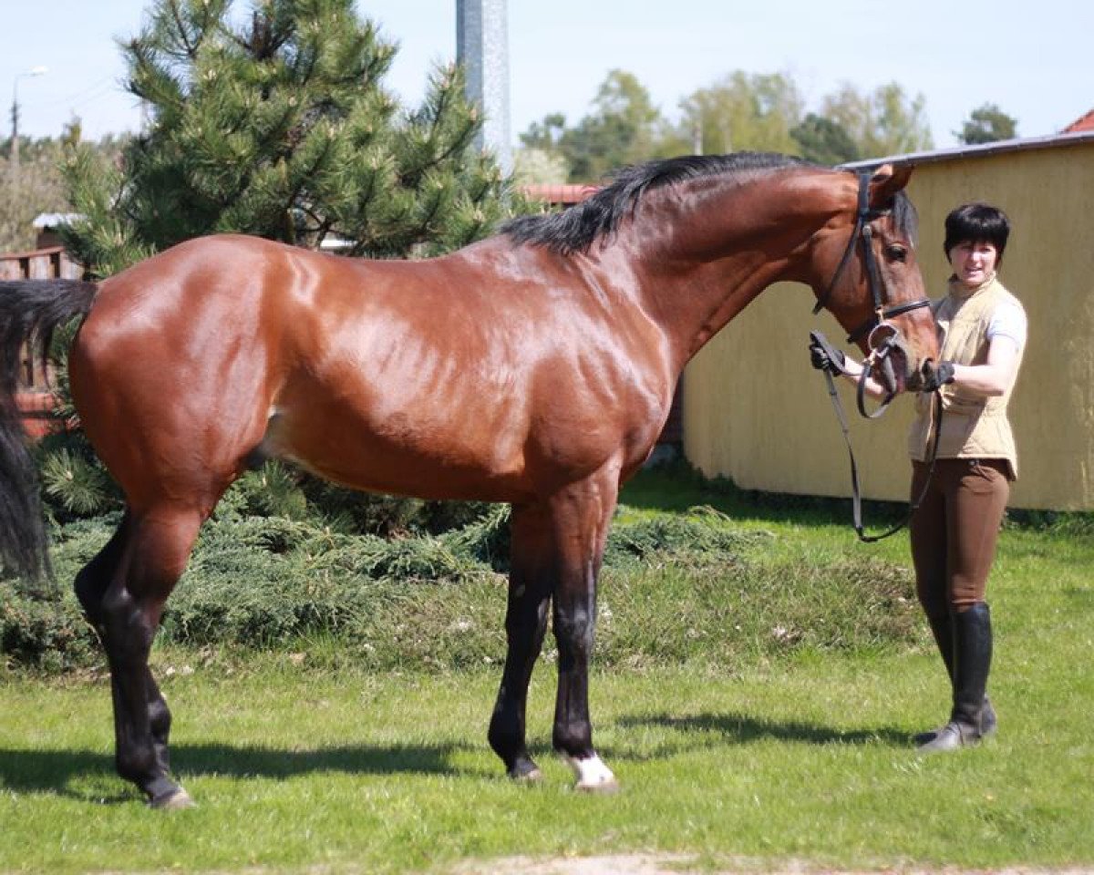 stallion Watson (Hanoverian, 2001, from Wilawander xx)