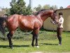 stallion Watson (Hanoverian, 2001, from Wilawander xx)