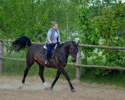 broodmare Aruba (Polish Warmblood, 2000, from Rubin)