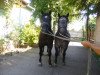 dressage horse Muki (Hungarian Warmblood, 2013)