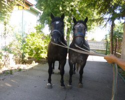 dressage horse Muki (Hungarian Warmblood, 2013)