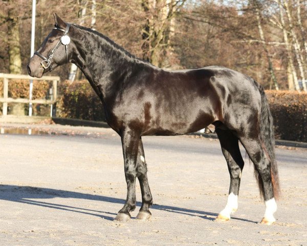 stallion Loriot (Heavy Warmblood, 2014, from Lomitas)