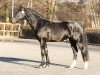 stallion Loriot (Heavy Warmblood, 2014, from Lomitas)