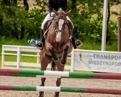 broodmare Nevada (Polish Warmblood, 2003, from Loxley)