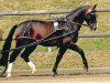 stallion Lord Brown II (Sachs-door. Heavy Warmbl., 2002, from Lord I 1446)