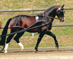 Deckhengst Lord Brown II (Sächs.-Thür. Schweres Warmbl., 2002, von Lord I 1446)