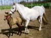 Zuchtstute Korreborg Shayla (Welsh Pony (Sek.B), 1984, von Bohemo O'Boy 4 W)