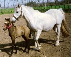 Zuchtstute Korreborg Shayla (Welsh Pony (Sek.B), 1984, von Bohemo O'Boy 4 W)