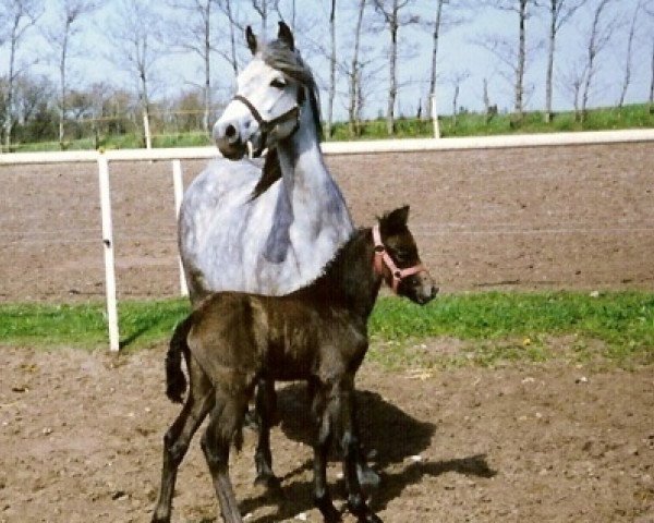 Zuchtstute Korreborg Labella (Welsh Pony (Sek.B), 1989, von Paddock Orion)