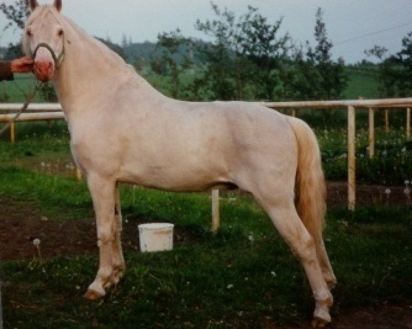 Deckhengst Møllegaards Sputnik (Welsh Pony (Sek.B), 1979, von Coed Coch Endor)
