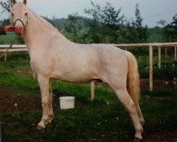 stallion Møllegaards Sputnik (Welsh-Pony (Section B), 1979, from Coed Coch Endor)