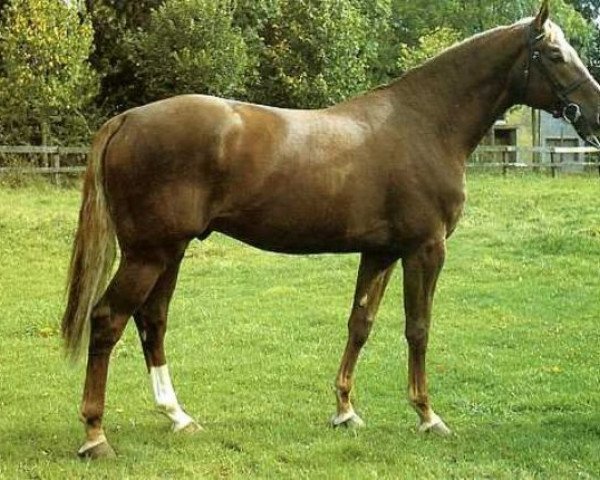 stallion Rubens D'Helby (Selle Français, 1983, from Grand Veneur)