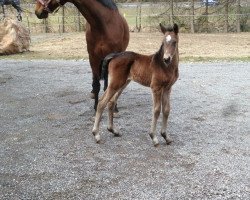 broodmare C'est Merveilleux (Oldenburg, 2017, from Blue Hors St. Schufro)