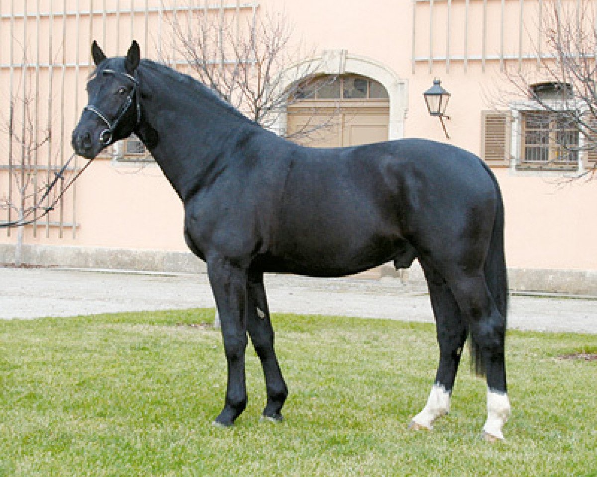 stallion Galantus (Heavy Warmblood Denmark, 2005, from Garant)