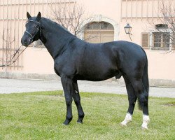 Deckhengst Galantus (Schweres Warmblut Dänemark, 2005, von Garant)